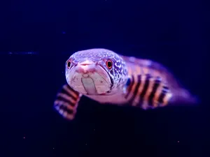 Ikan Gabus Raksasa Serang Manusia, Gigitan dan Tabrakannya Berbahaya