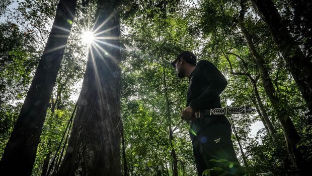 Ilustrasi Hutan Karbon Seorang warga mengamati pohon Binuang Laki berukuran besar di Hutan Hujan Tropis Kahung, Desa Belangian, Kabupaten Banjar, Kalimantan Selatan, Rabu (21/8/2024). Hutan tersebut memiliki kaeanekaragaman hayati khas Pegunungan Meratus seperti pohon Binuang Laki, Beringin yang berukuran besar dan aneka jenis jamur serta terdapat fenomena kejadian bumi (geologi) yang telah ditetapkan menjadi salah satu situs Geopark Meratus untuk diajukan ke UNESCO Global Geopark (UGG). ANTARA FOTO/Bayu Pratama S/foc.