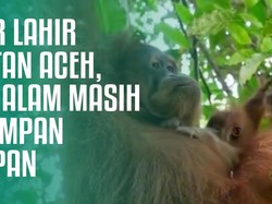 Badar Lahir di Hutan Aceh, Bukti Alam Masih Menyimpan Harapan