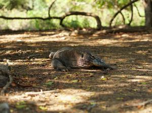 5 Fakta Unik Komodo yang Perlu Diketahui Sebelum Ikut Komodo Island Tour