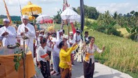 Panen Emas Merah di Jatiluwih, Tradisi Warisan Dunia yang Tetap Lestari