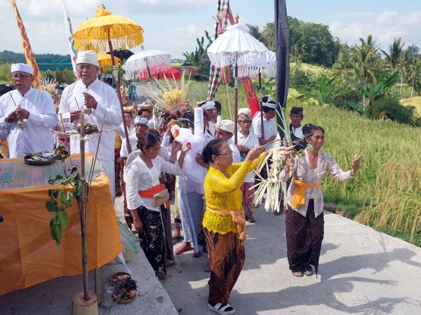Panen Emas Merah di Jatiluwih, Tradisi Warisan Dunia yang Tetap Lestari