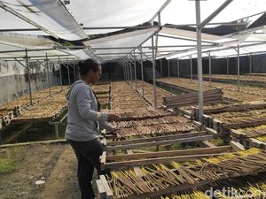 Produsen Dupa di Badung Sebut Permintaan Lesu Jelang Galungan