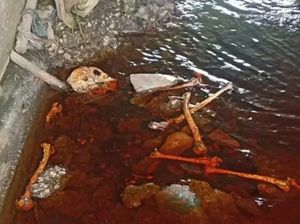 Geger Temuan Tengkorak di Kolong Jembatan Sampit, Dikira Manusia Ternyata...