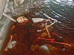 Geger Temuan Tengkorak di Kolong Jembatan Sampit, Dikira Manusia Ternyata...