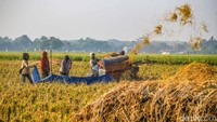 Petani Bertahan di Tengah Melemahnya Rupiah