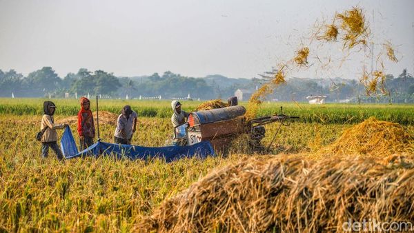 Petani Bertahan di Tengah Melemahnya Rupiah