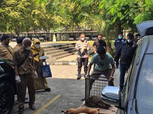 Ayah Bocah yang Tewas Diserang Anjing Pemburu di Jasinga Tempuh Jalur Hukum