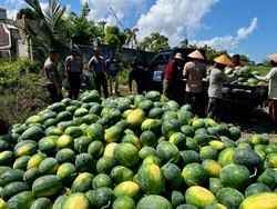 Polres Babar Sulap Lahan Eks Tambang Jadi Kebun, Hasil Panen untuk SPPG