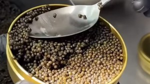 Begini Proses Panen Caviar Sebelum Dijual dengan Harga Selangit