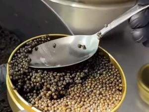 Begini Proses Panen Caviar Sebelum Dijual dengan Harga Selangit