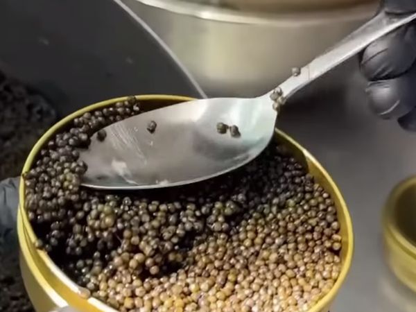 Begini Proses Panen Caviar Sebelum Dijual dengan Harga Selangit