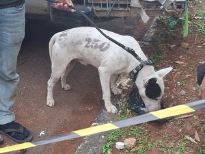 Kronologi Bocah Tewas Diserang Anjing Pemburu di Jasinga Bogor