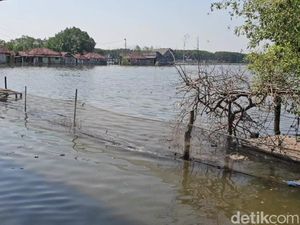 Ratusan Hektare Tambak di Pati Terdampak Banjir Rob, Rugi Rp 50 Miliar