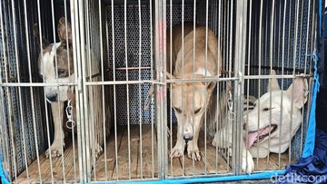 Petaka Bocah Jasinga Tewas: Anjing Pemburu Mati, Pemilik Tersangka
