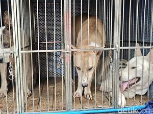 Petaka Bocah Jasinga Tewas: Anjing Pemburu Mati, Pemilik Tersangka