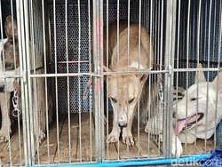 Duka di Jasinga, Jejak Anjing Pemburu Renggut Nyawa Bocah