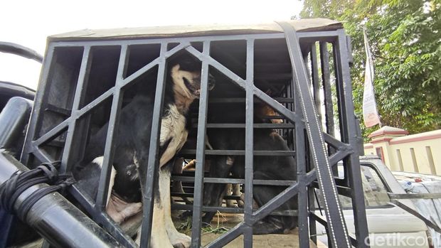Anjing pemburu babi di Jasinga, Kabupaten Bogor