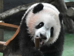 Panda yang Imut, Ternyata Dulu Pemakan Daging!