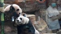 China Suka Indonesia Bisa Menjaga Panda