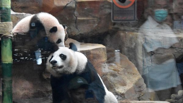 Lucunya Bikin Gemas, Bayi Panda Raksasa Satrio Resmi Diperkenalkan ke Publik