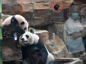 Lucunya Bikin Gemas, Bayi Panda Raksasa Satrio Resmi Diperkenalkan ke Publik