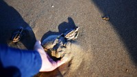 Potret Puluhan Tukik Lekang Dilepasliarkan di Pantai Damba Enggang Borneo