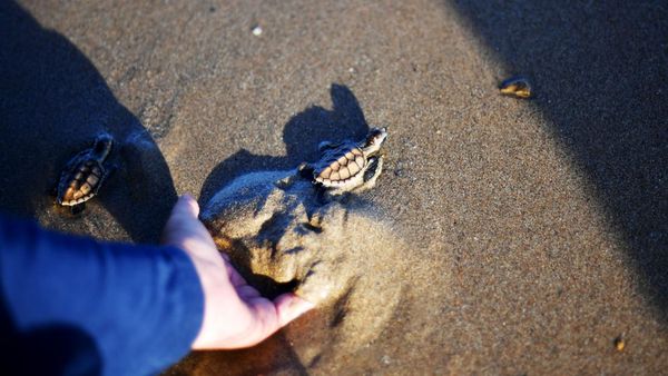 Dari Sarang ke Samudra, Tukik Lekang Dilepasliarkan
