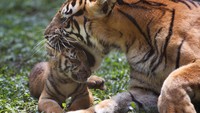 Hari Harimau Internasional, 7 Fakta tentang Si Loreng yang Terancam Punah