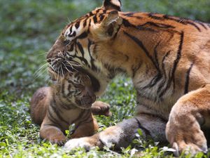 Hari Harimau Internasional, 7 Fakta tentang Si Loreng yang Terancam Punah