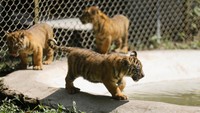 Mengintip Empat Bayi Harimau Sumatera, Harapan Baru Konservasi Satwa Langka