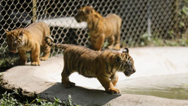 Mengintip Empat Bayi Harimau Sumatera, Harapan Baru Konservasi Satwa Langka