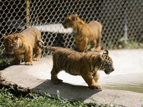 Mengintip Empat Bayi Harimau Sumatera, Harapan Baru Konservasi Satwa Langka