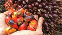 Harga TBS Sawit Sumut Turun Pekan Ini, Cek Rinciannya
