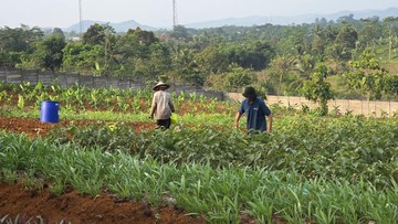 Melihat Hasil Kebun Napi Lapas Warungkiara Dipasarkan hingga Tangerang