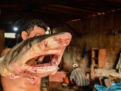Ikan Predator seperti Hiu dan Tuna, Bolehkah Dimakan Muslim?