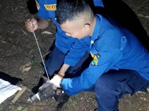 Anjing Liar Teror Warga Cisaga Ciamis, Damkar Turun Tangan