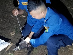 Anjing Liar Teror Warga Cisaga Ciamis, Damkar Turun Tangan