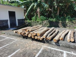 Tebang Jati di Hutan Klatakan , Pria Jembrana Ditangkap Polisi
