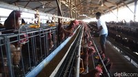 Danantara Biayai Proyek Hilirisasi Ayam Rp 5 Triliun
