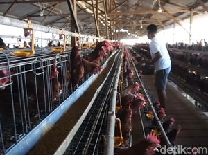 Harga Telur Anjlok, Peternak di Probolinggo Terpaksa Rumahkan Pekerja