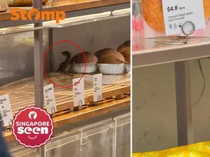 Biawak Masuk Toko Roti, Pelanggan Nekat Menangkapnya Pakai Capit!