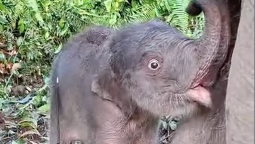 Kapolda Riau Sambut Kelahiran Anak Gajah di TNTN: Harapan Baru untuk Konservasi