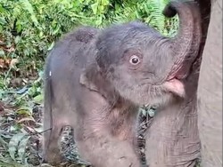 Kapolda Riau Sambut Kelahiran Anak Gajah di TNTN: Harapan Baru untuk Konservasi