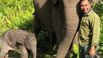 Menhut Sambut Kelahiran Adik Domang, Harapan Baru bagi Gajah Sumatera