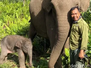 Menhut Setujui Nama Gajah Nona Seroja dari Kapolda Riau: Simbol Konservasi