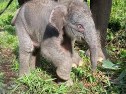 Video: Bayi Gajah Lahir dari Indukan Ria di Tesso Nilo