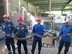Sanca 3 Meter Ditangkap Saat Ngumpet di Belakang Rumah Warga Bantul