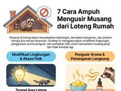 Infografis: 7 Cara Usir Musang dari Loteng Rumah, Bisa Pakai Kemenyan