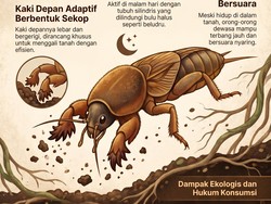 Infografis: Apa Itu Orong-orong dan Apakah Halal Dimakan?